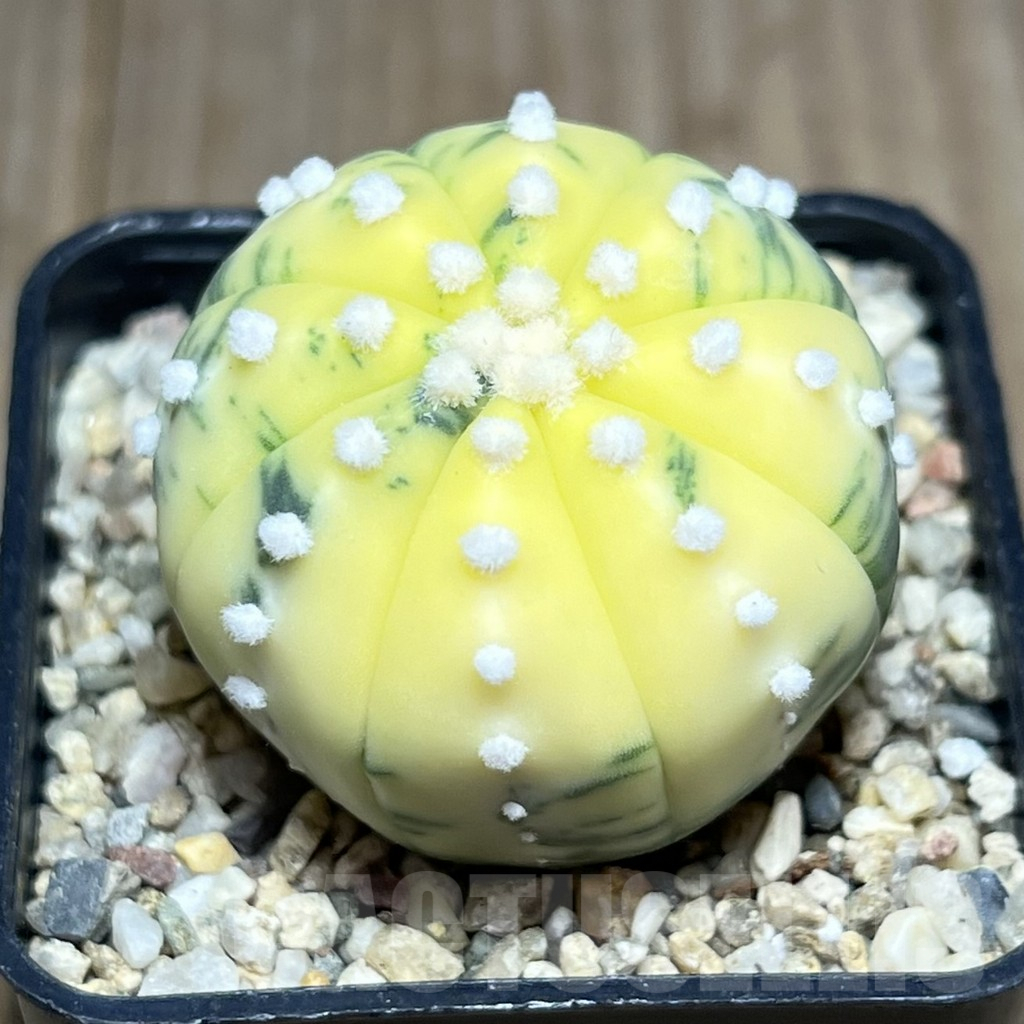 SHPR27427 Astrophytum asterias f. variegata