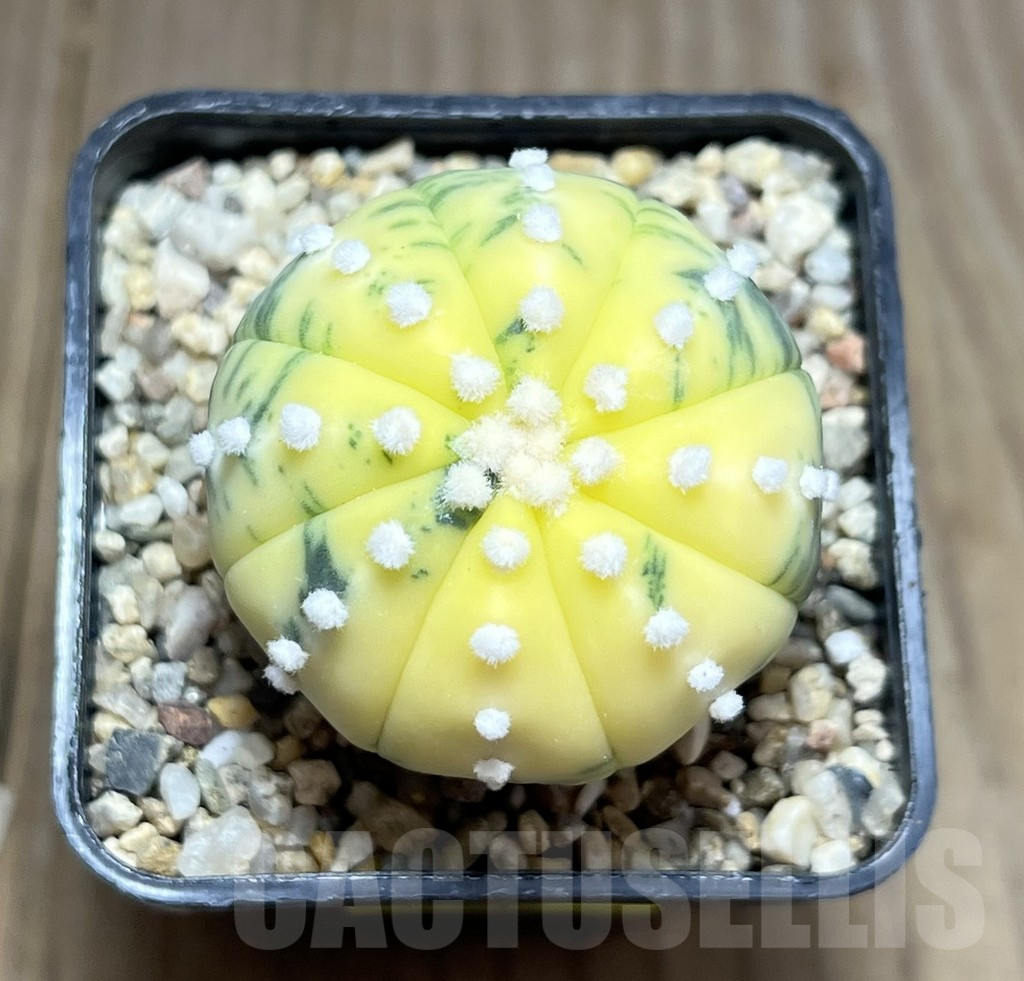 SHPR27427 Astrophytum asterias f. variegata - Image 2