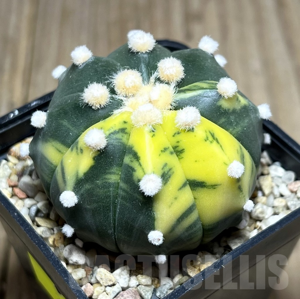 SHPR27428 Astrophytum asterias f. variegata