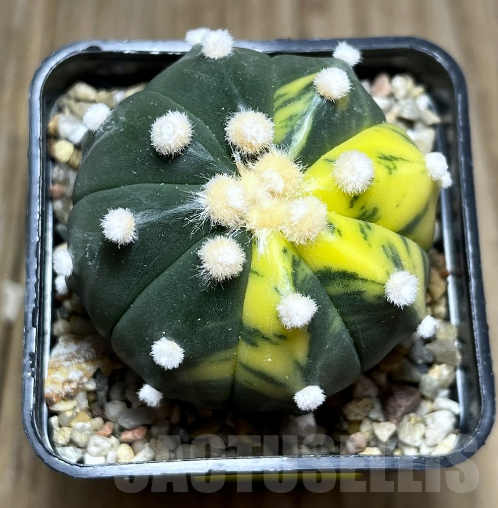 SHPR27428 Astrophytum asterias f. variegata - Image 2