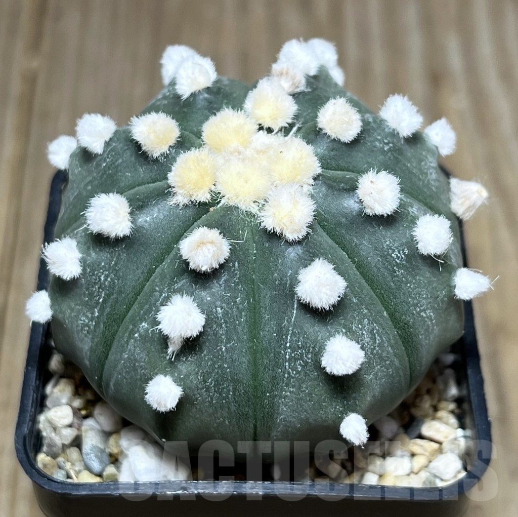 SHPR27437 Astrophytum asterias ‘Ooibo’