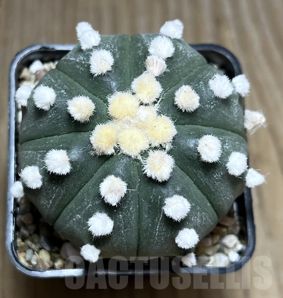 SHPR27437 Astrophytum asterias ‘Ooibo’ - Image 2