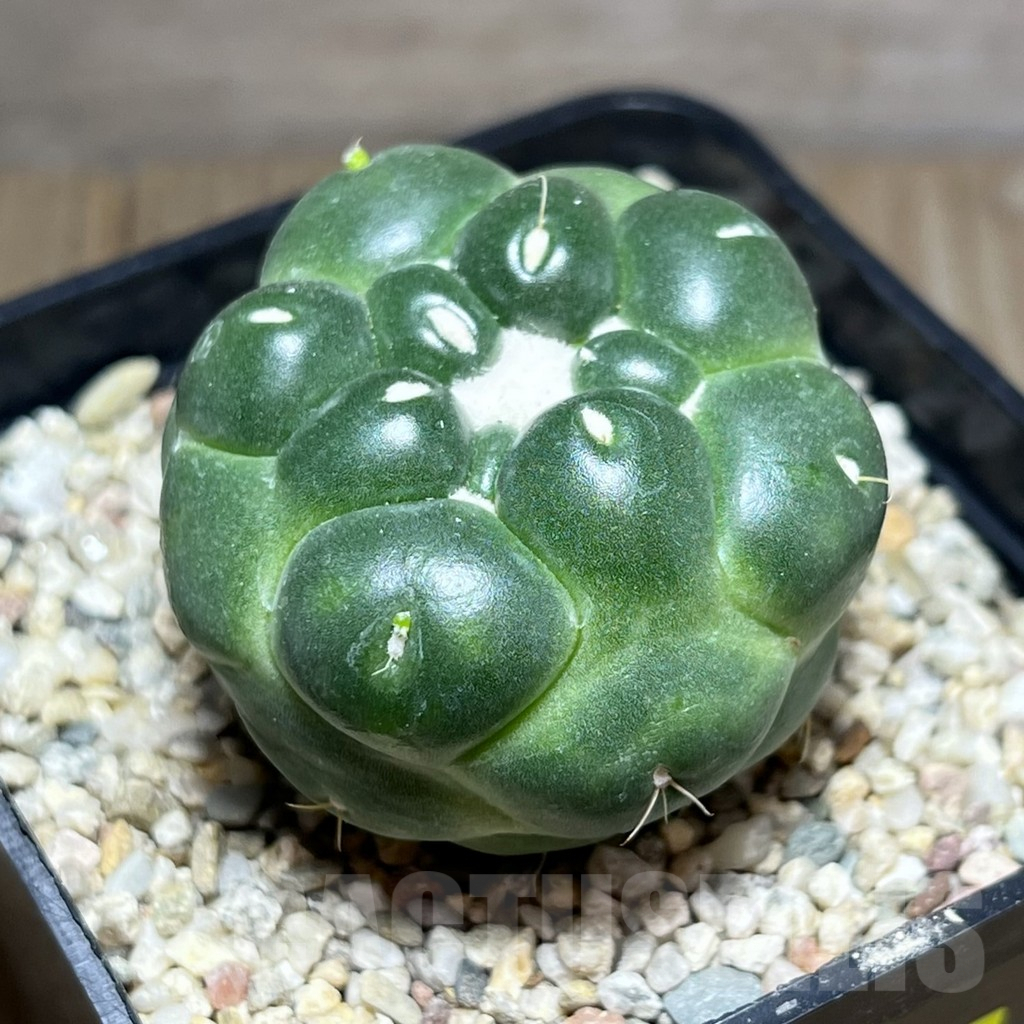 SHPR27438 Coryphantha elephantidens f. inermis