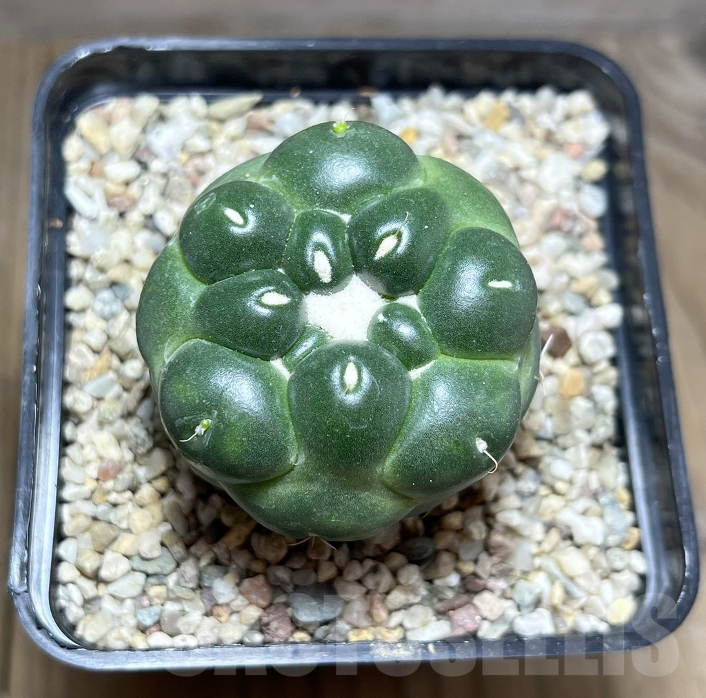 SHPR27438 Coryphantha elephantidens f. inermis - Image 2