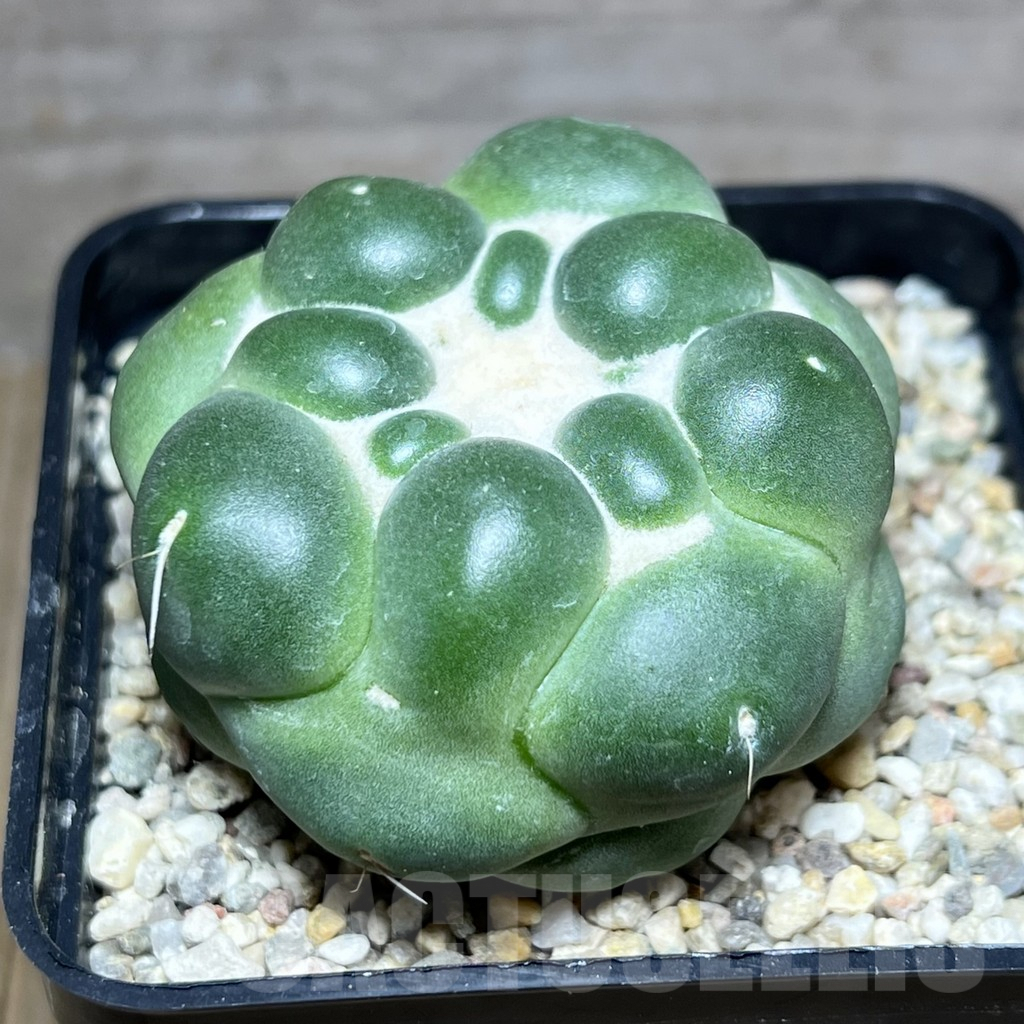 SHPR27440 Coryphantha elephantidens f. inermis