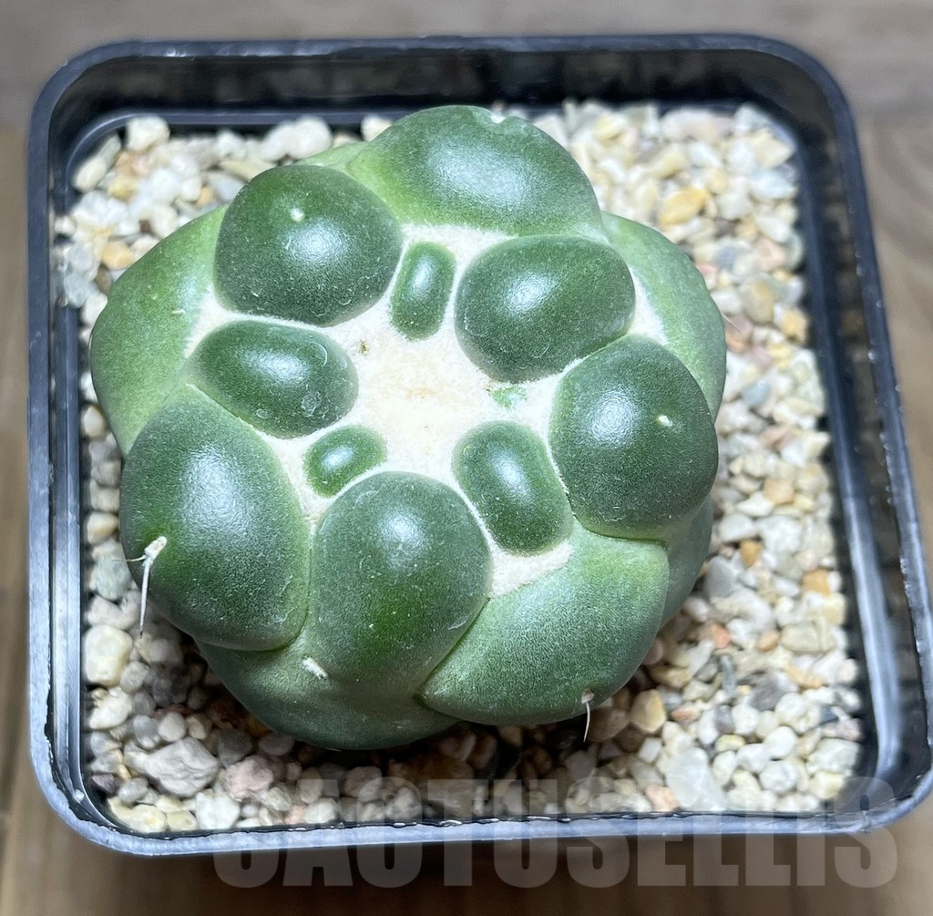 SHPR27440 Coryphantha elephantidens f. inermis - Image 2