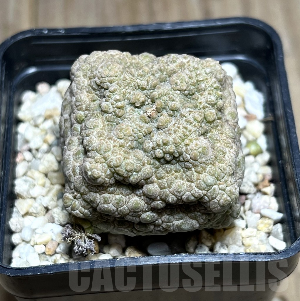 SHPR27447 Pseudolithos cubiformis