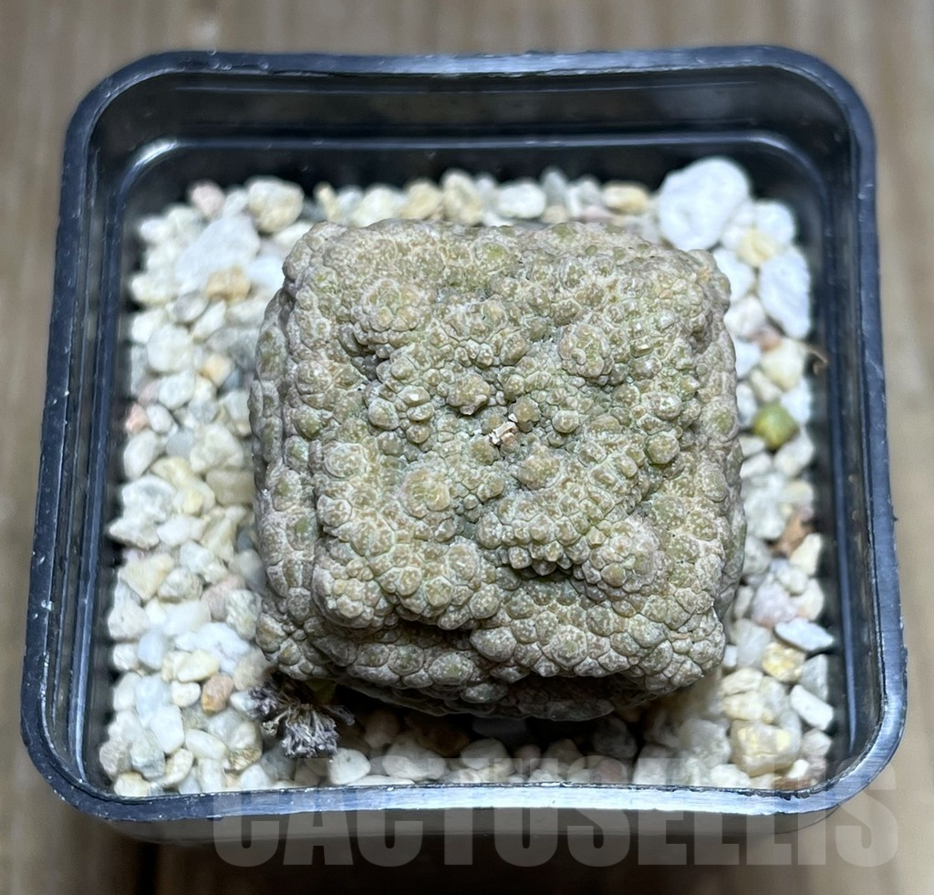 SHPR27447 Pseudolithos cubiformis - Image 2