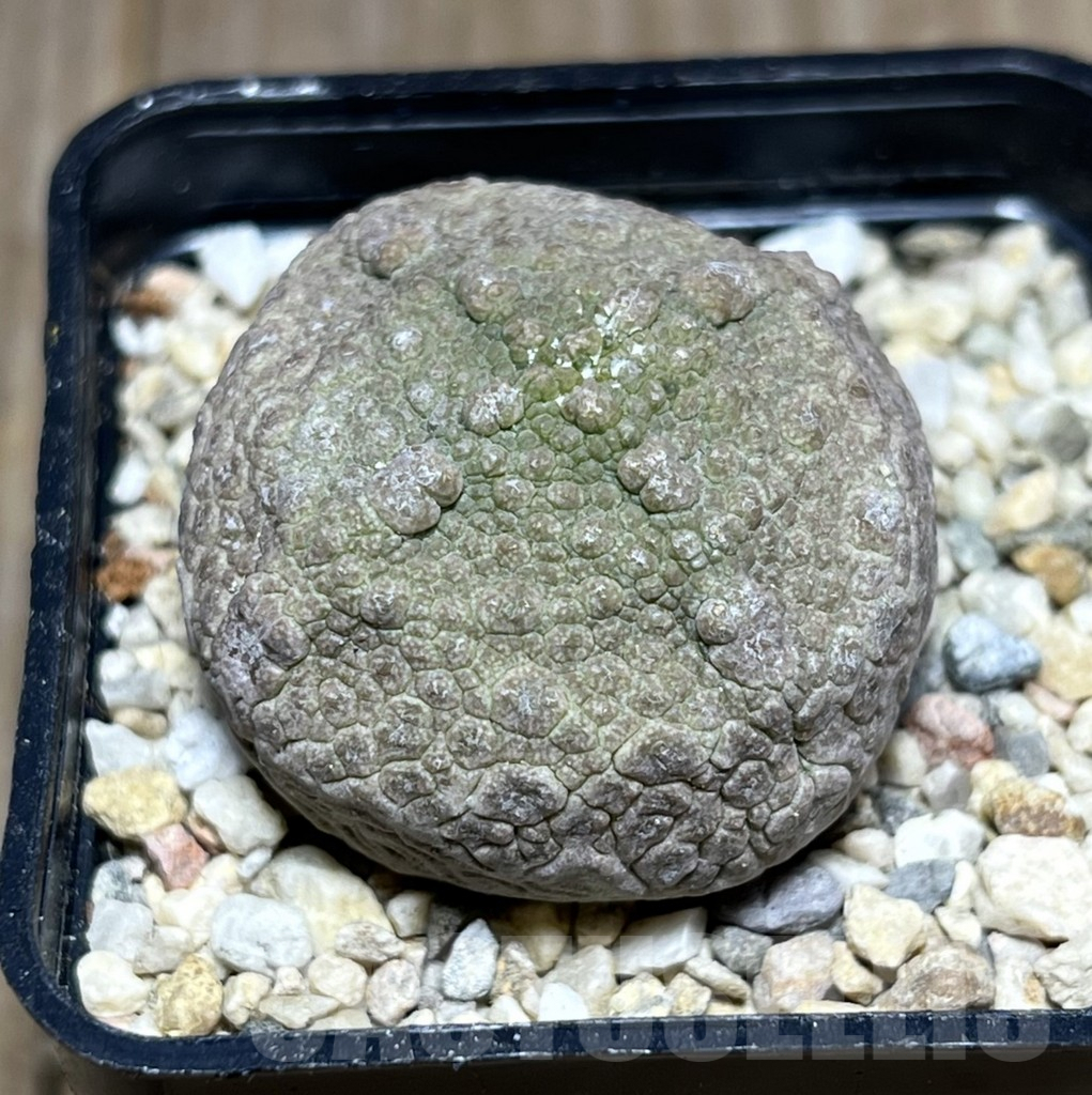 SHPR27458 Pseudolithos cubiformis
