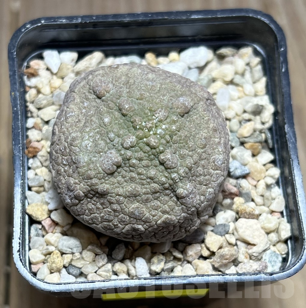 SHPR27458 Pseudolithos cubiformis - 画像 (2)