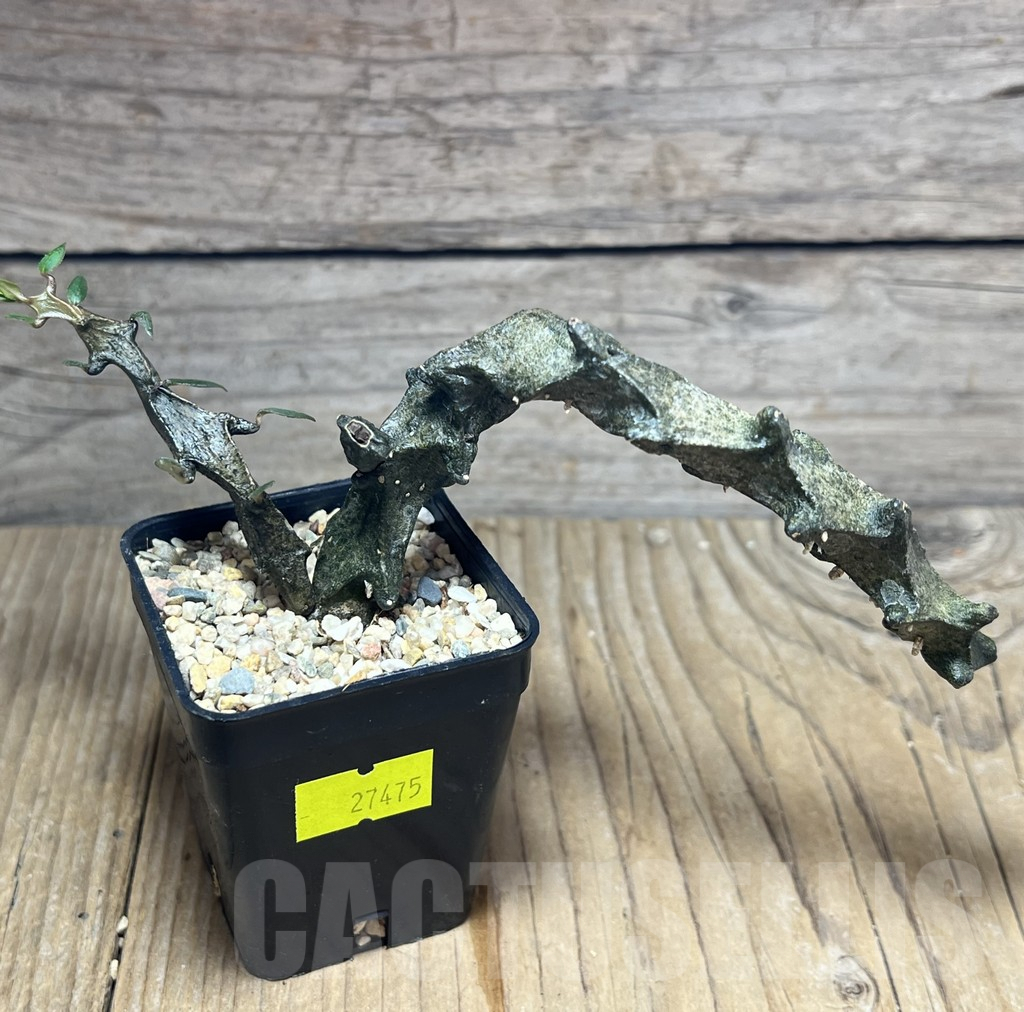 SHPR27475 Ceropegia armandii - 画像 (2)