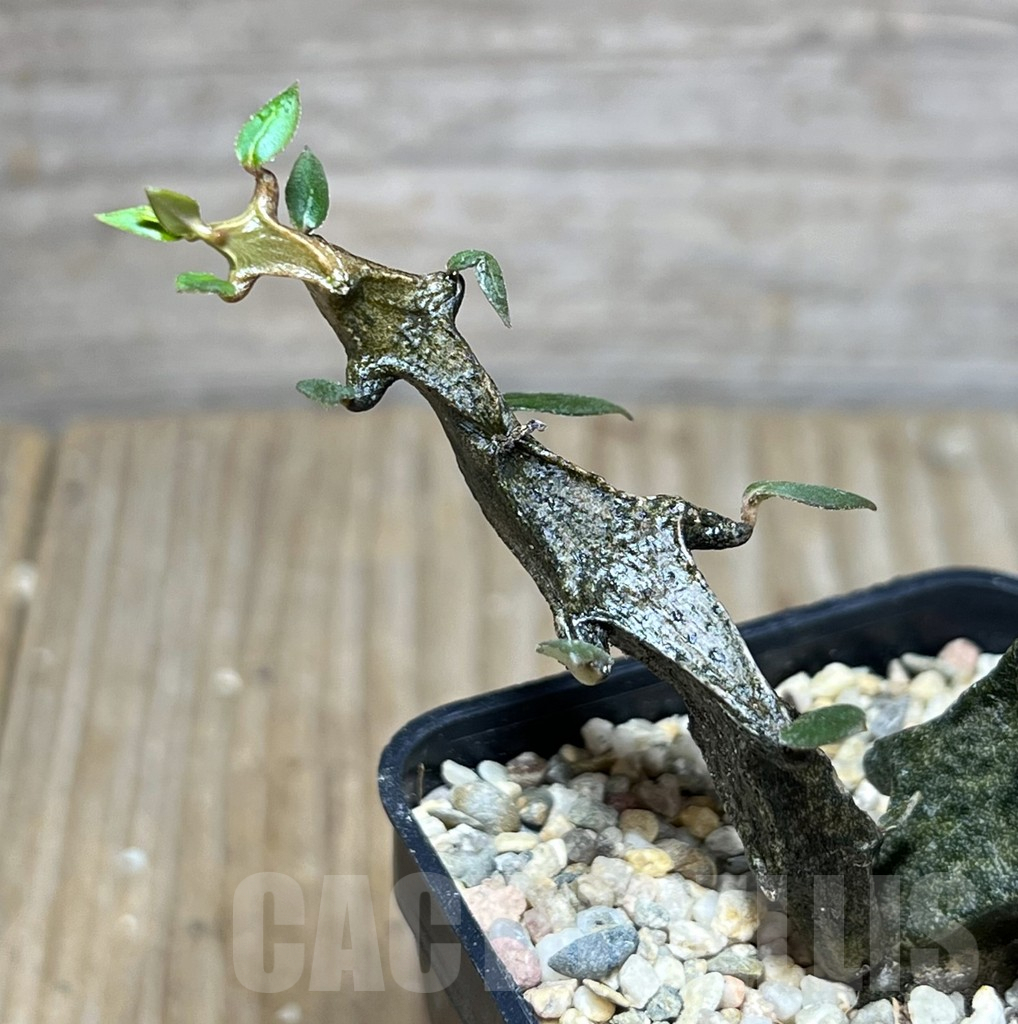 SHPR27475 Ceropegia armandii