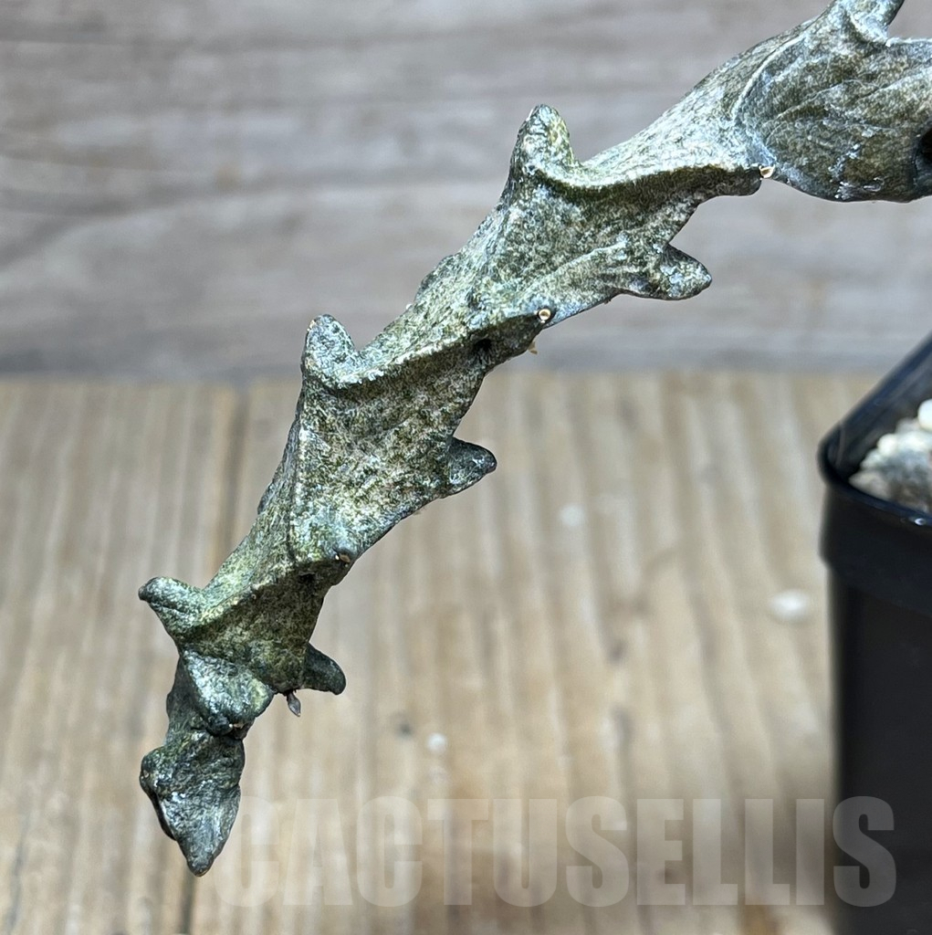 SHPR27475 Ceropegia armandii - 画像 (3)