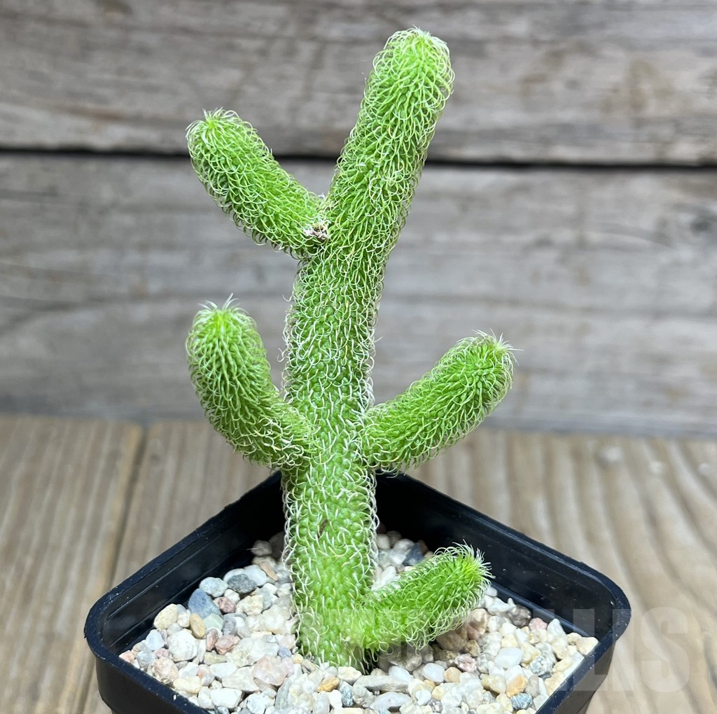 SHPR27476 Stapelianthus pilosus