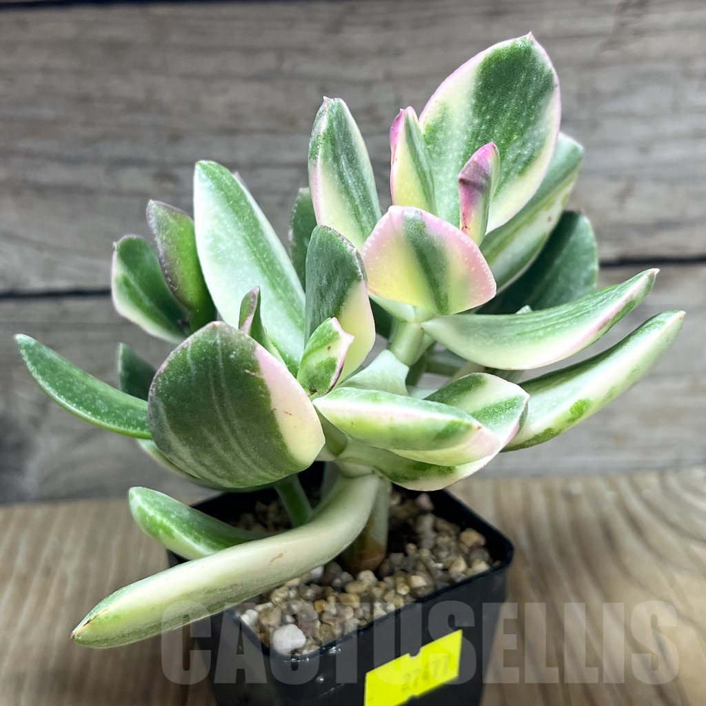SHPR27477 Crassula arborescens ‘White’