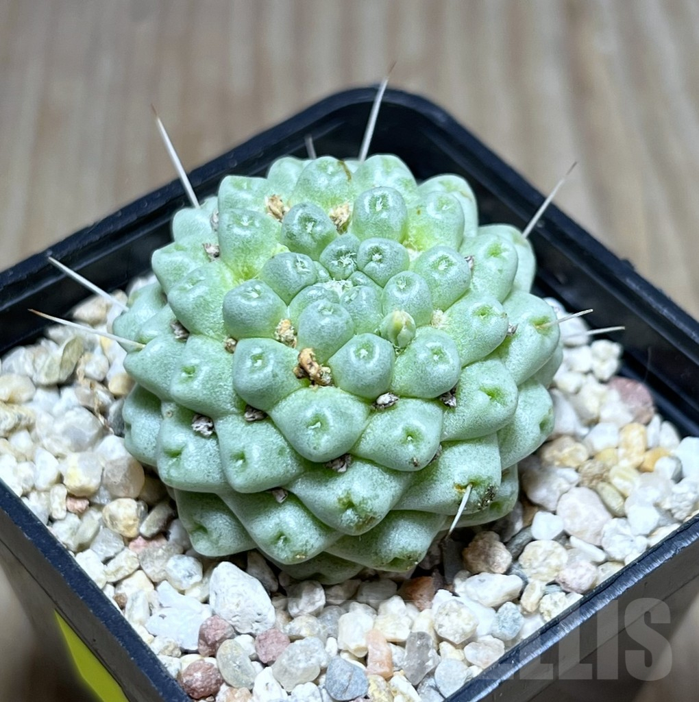 SHPR27480 Mammillaria schumannii ‘inermis’