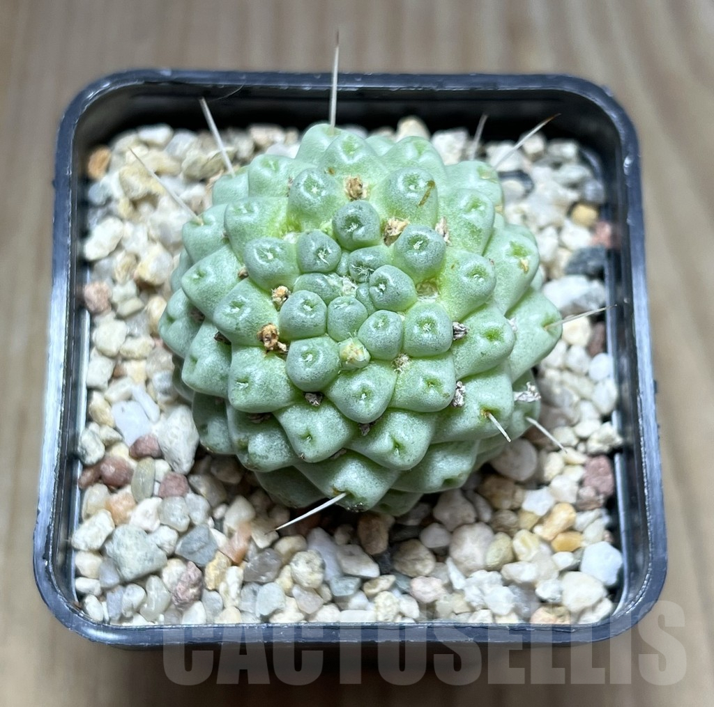 SHPR27480 Mammillaria schumannii ‘inermis’ - Image 2