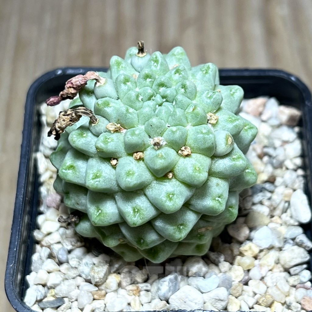 SHPR27481 Mammillaria schumannii ‘inermis’