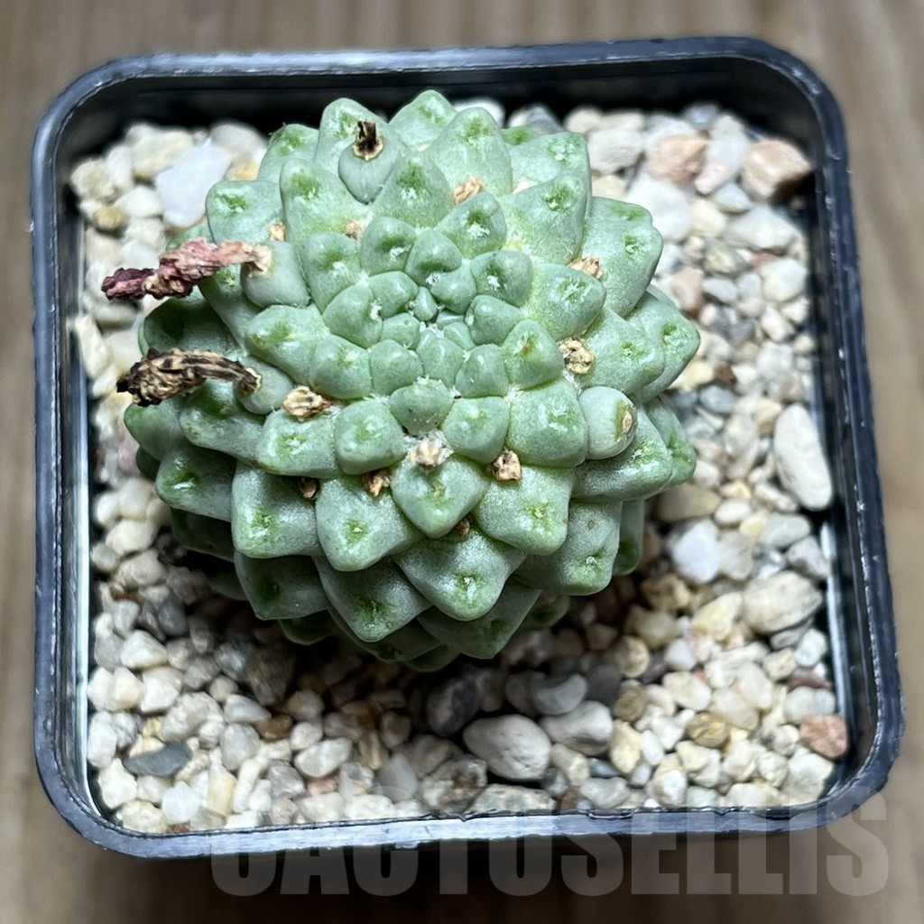 SHPR27481 Mammillaria schumannii ‘inermis’ - Image 2