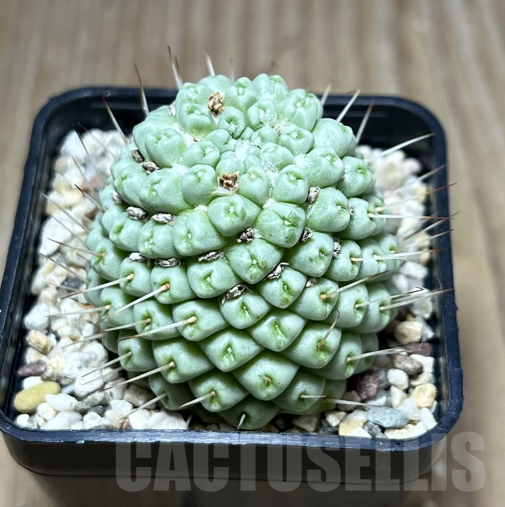 SHPR27482 Mammillaria schumannii ‘inermis’