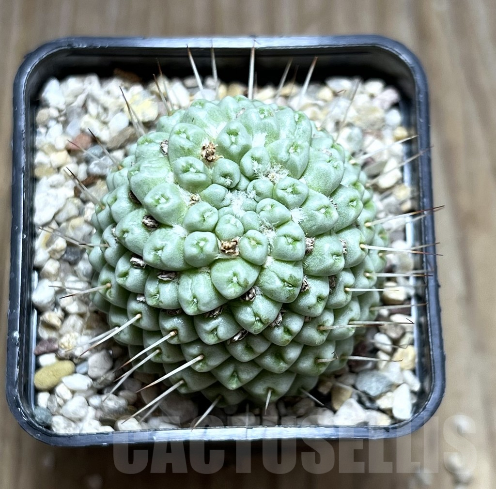 SHPR27482 Mammillaria schumannii ‘inermis’ - Image 2