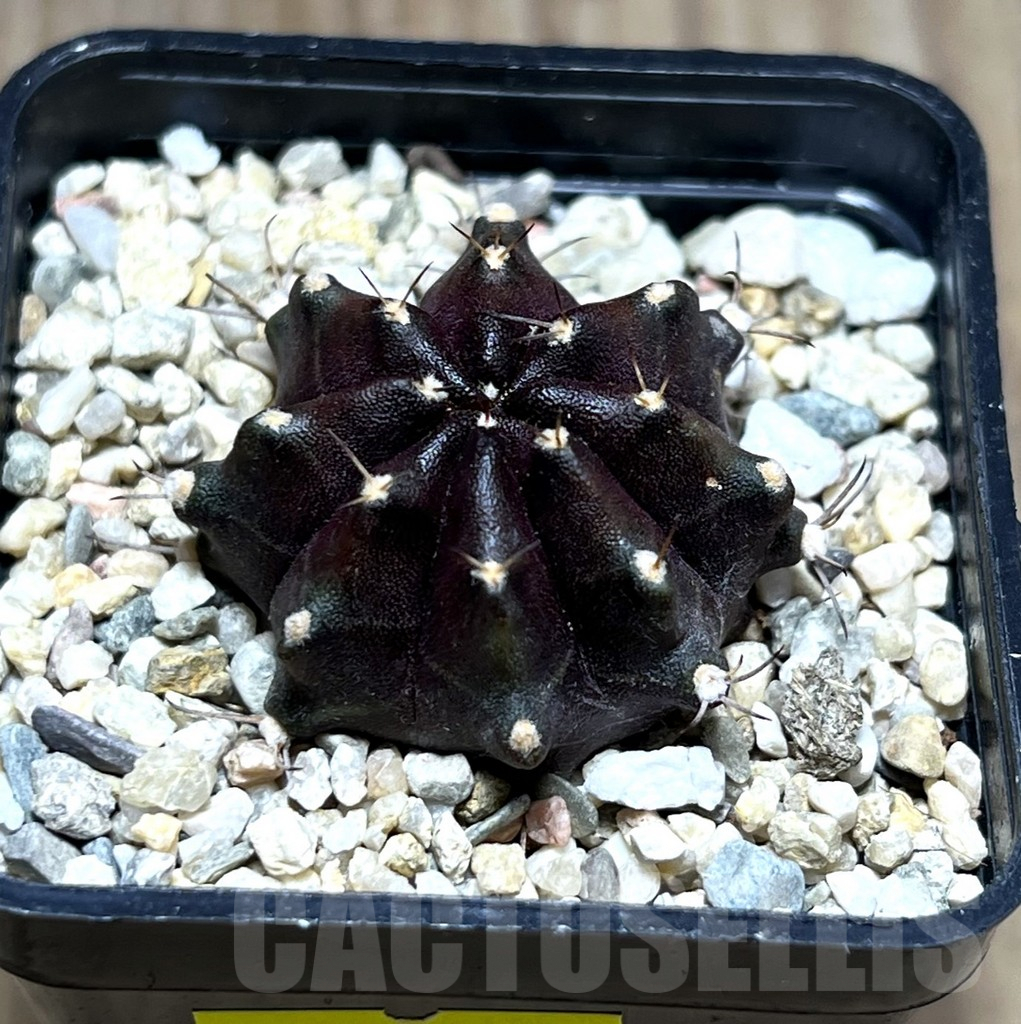 SHPR27483 Gymnocalycium mihanovichii ‘Black Boxer’