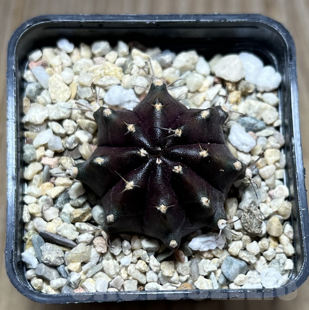 SHPR27483 Gymnocalycium mihanovichii ‘Black Boxer’ - Image 2