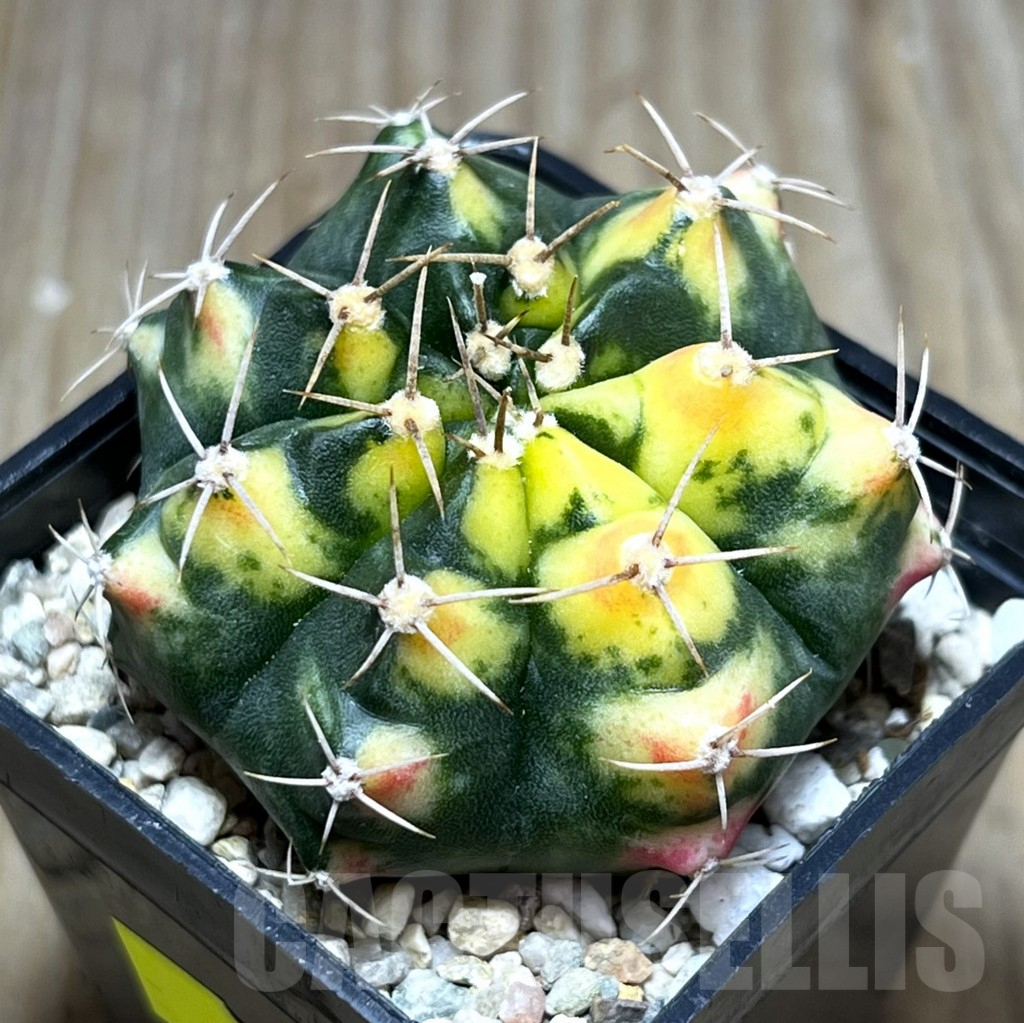 SHPR27485 Gymnocalycium mihanovichii ‘Pink Pearl’