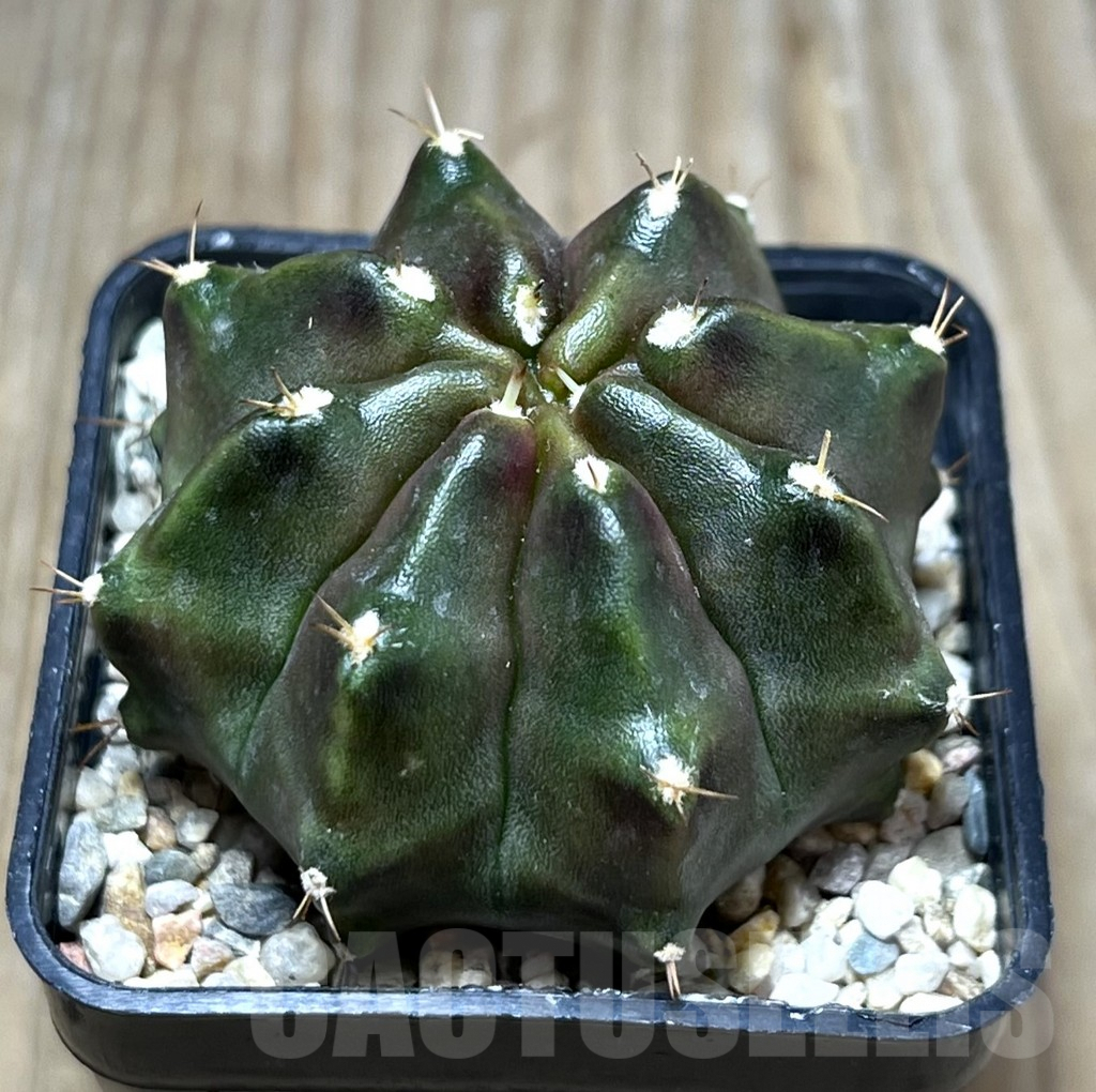 SHPR27489 Gymnocalycium mihanovichii ‘Sweet Dream’