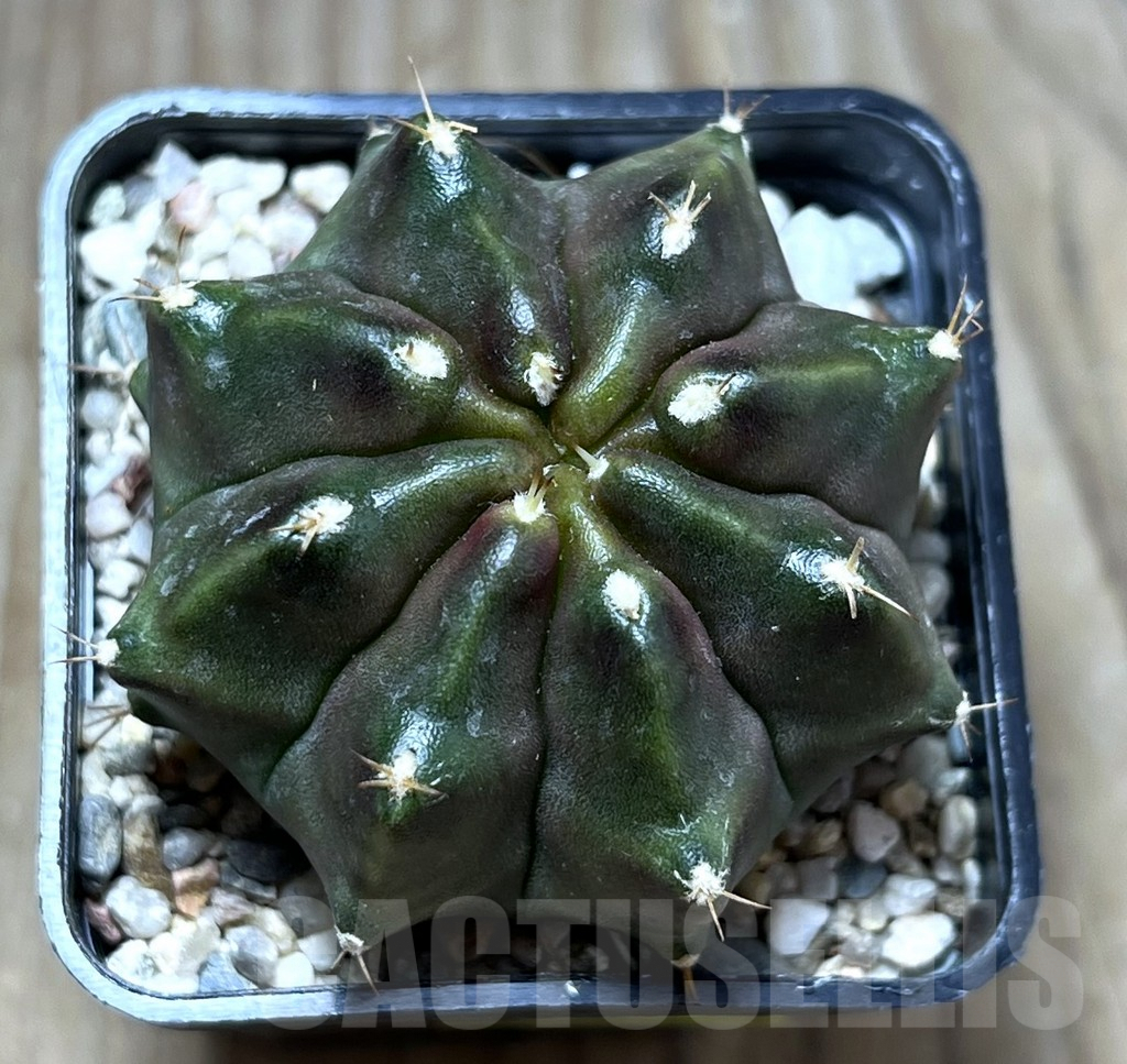 SHPR27489 Gymnocalycium mihanovichii ‘Sweet Dream’ - Image 2