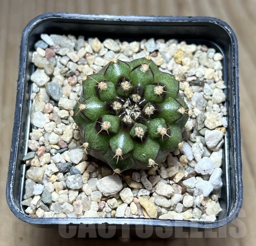 SHPR27490 Gymnocalycium mihanovichii ‘Chinese Date’ - immagine 2