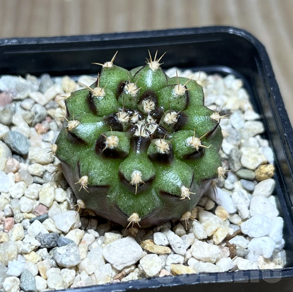 SHPR27490 Gymnocalycium mihanovichii ‘Chinese Date’
