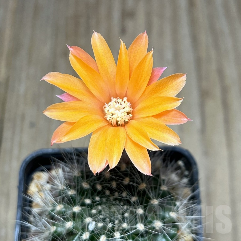 SHPR4420 Rebutia flavistyla, Bolivia