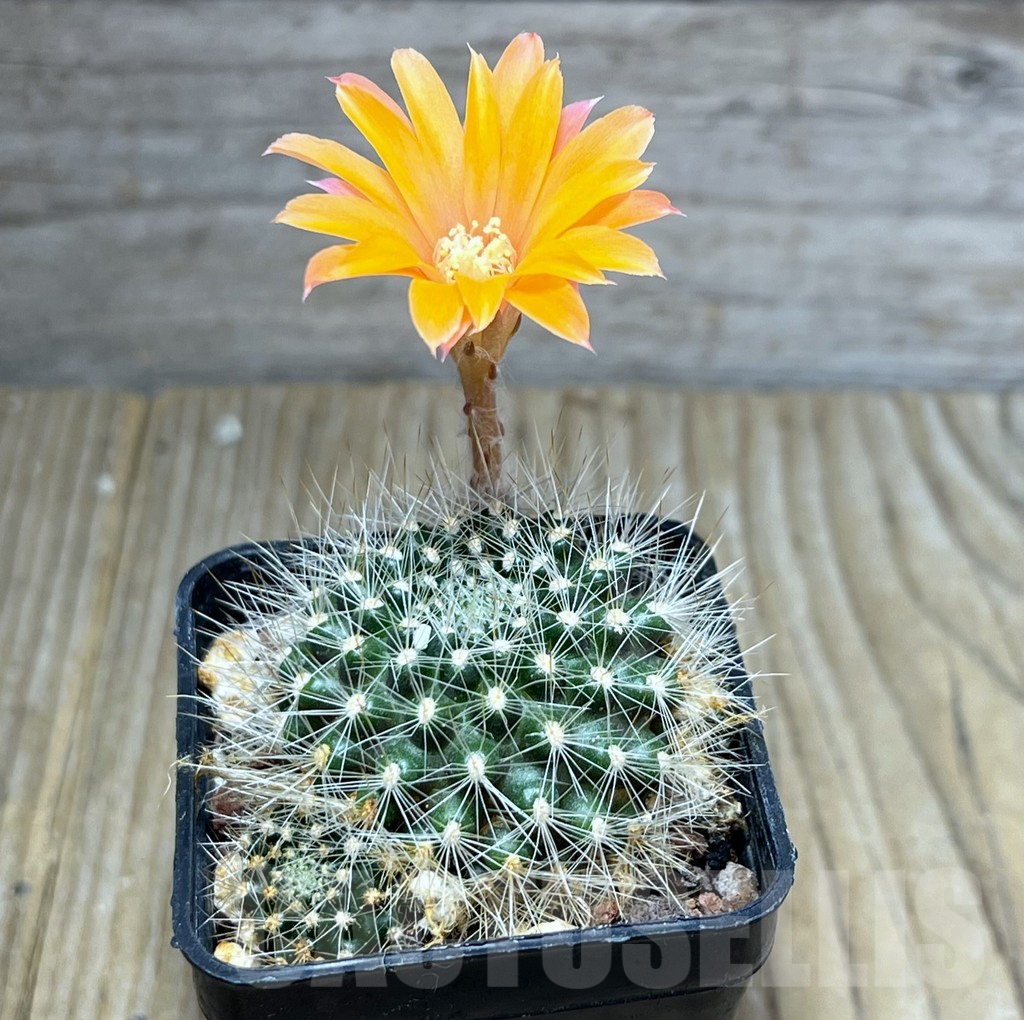 SHPR4420 Rebutia flavistyla, Bolivia - Image 2