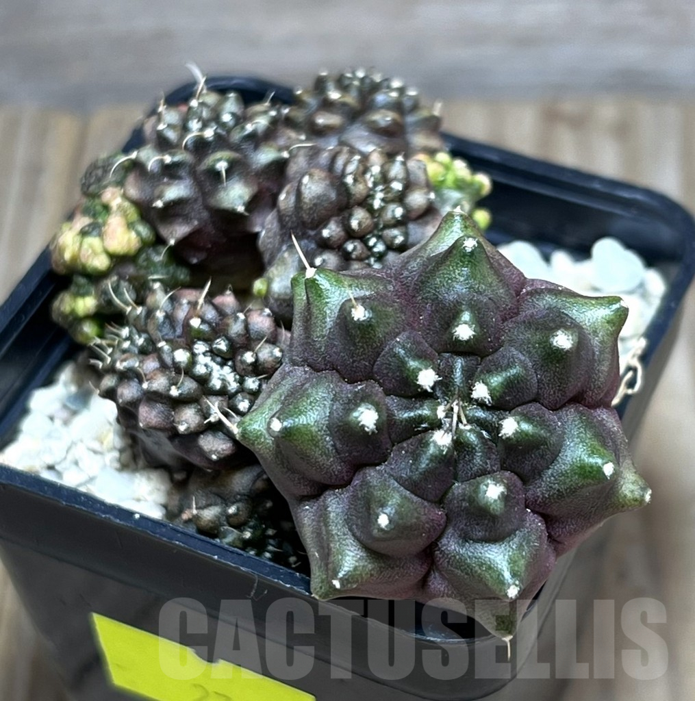 SHPR27491 Gymnocalycium mihanovichii 'Transformer' f. inermis