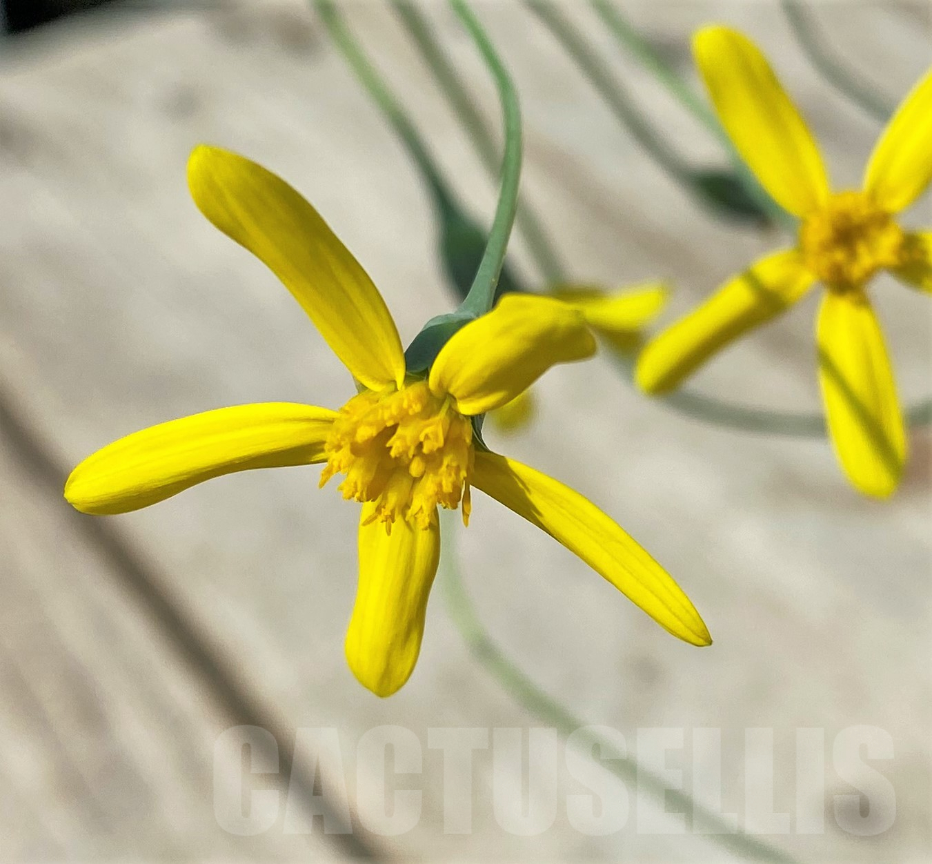 SHPR26034 Othonna triplinervia