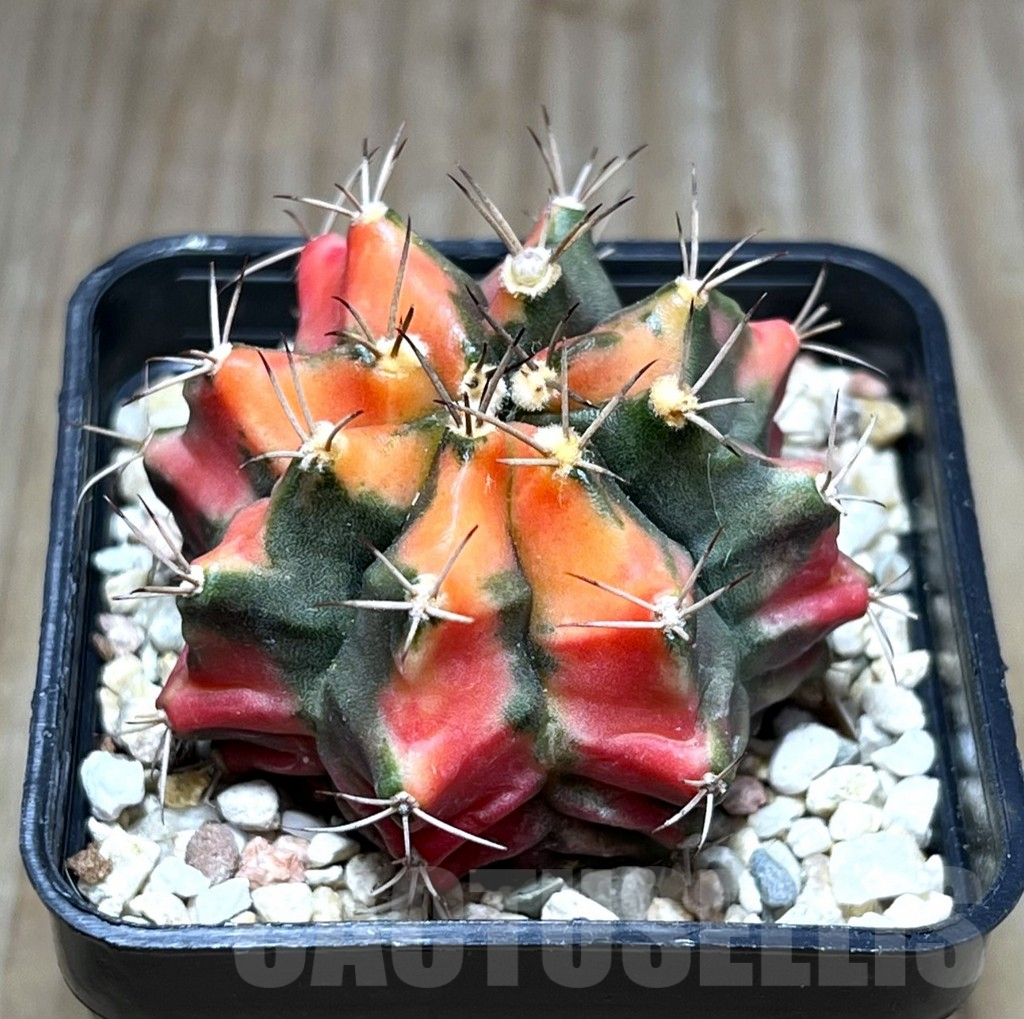 SHPR27508 Gymnocalycium mihanovichii ‘Carnelian’