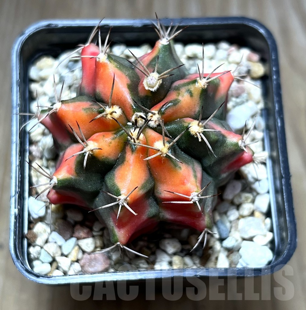 SHPR27508 Gymnocalycium mihanovichii ‘Carnelian’ – Bild 2
