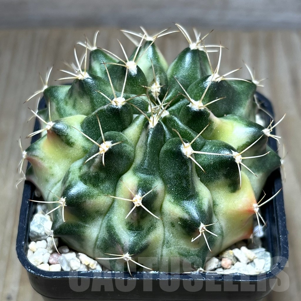 SHPR27509 Gymnocalycium mihanovichii ‘Pastel Moon’