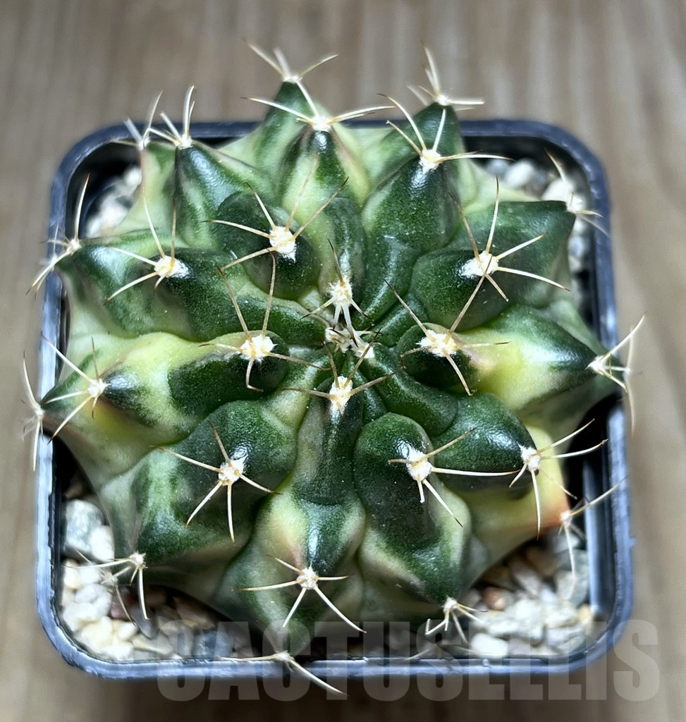 SHPR27509 Gymnocalycium mihanovichii ‘Pastel Moon’ - Image 2