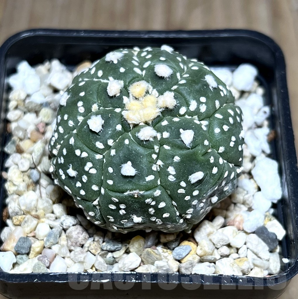 SHPR27511 Astrophytum asterias ‘Kikko Lizard Skin’
