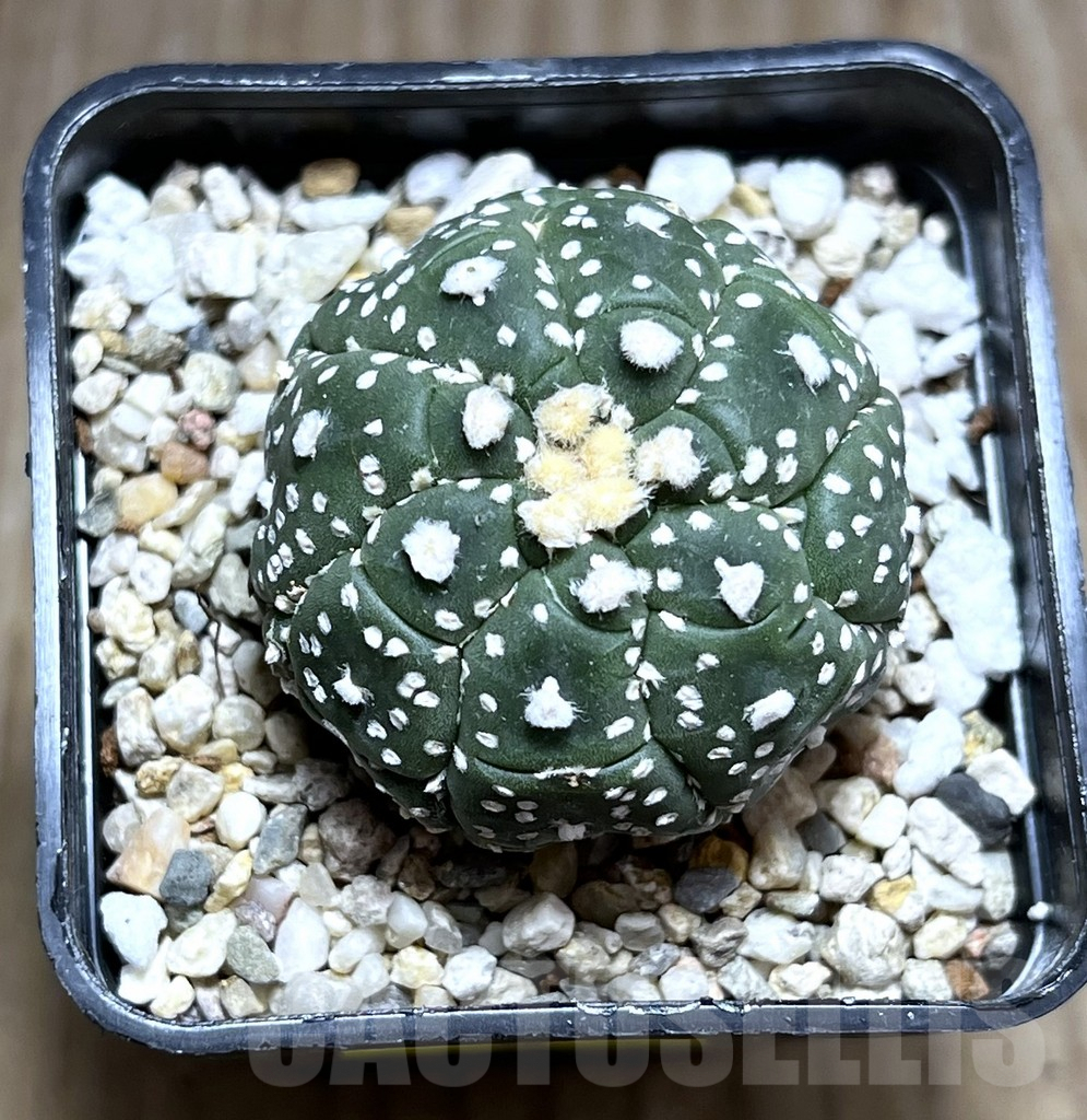 SHPR27511 Astrophytum asterias ‘Kikko Lizard Skin’ - Image 2