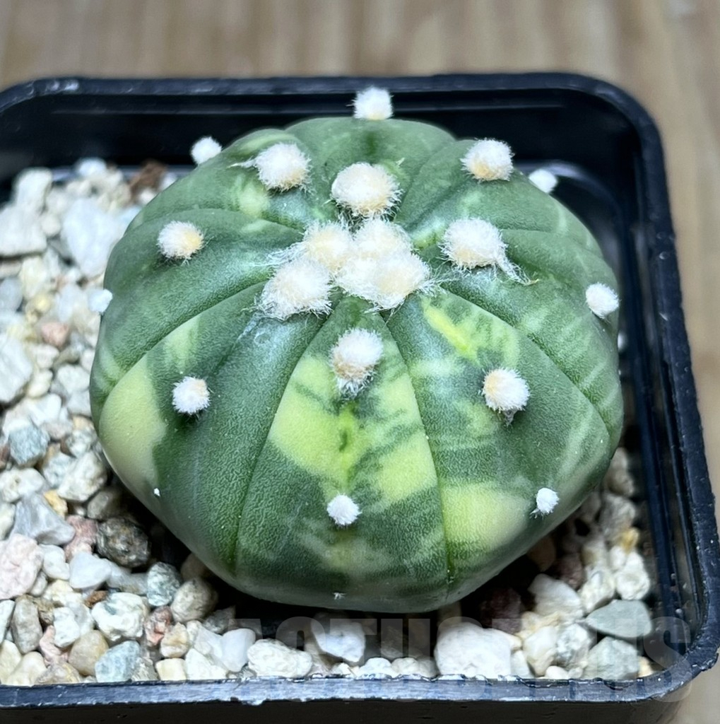 SHPR27512 Astrophytum asterias f. variegata