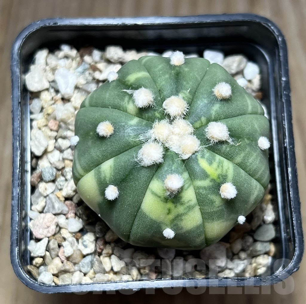 SHPR27512 Astrophytum asterias f. variegata - Image 2