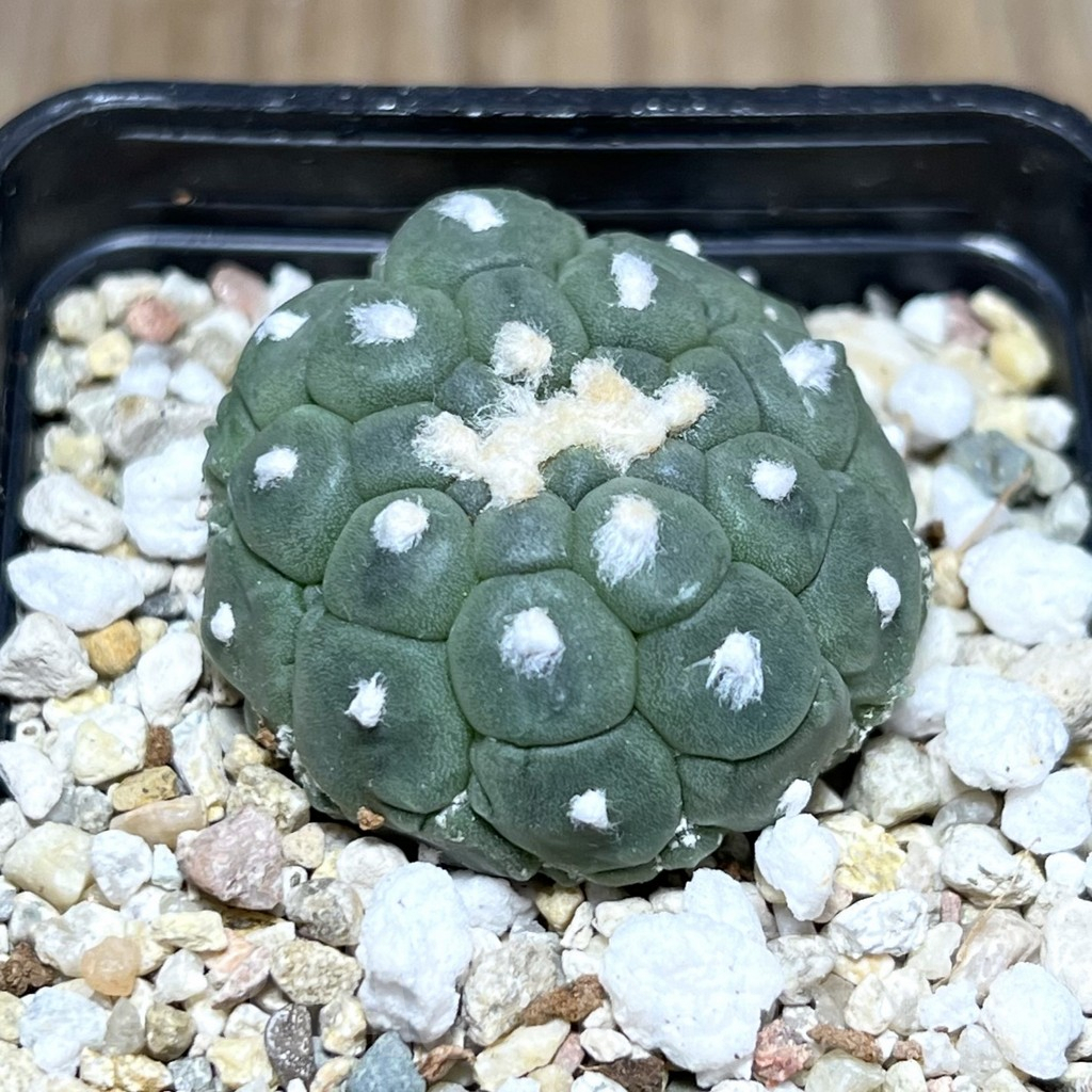 SHPR27514 Astrophytum asterias ‘Kikko Lizard Skin’