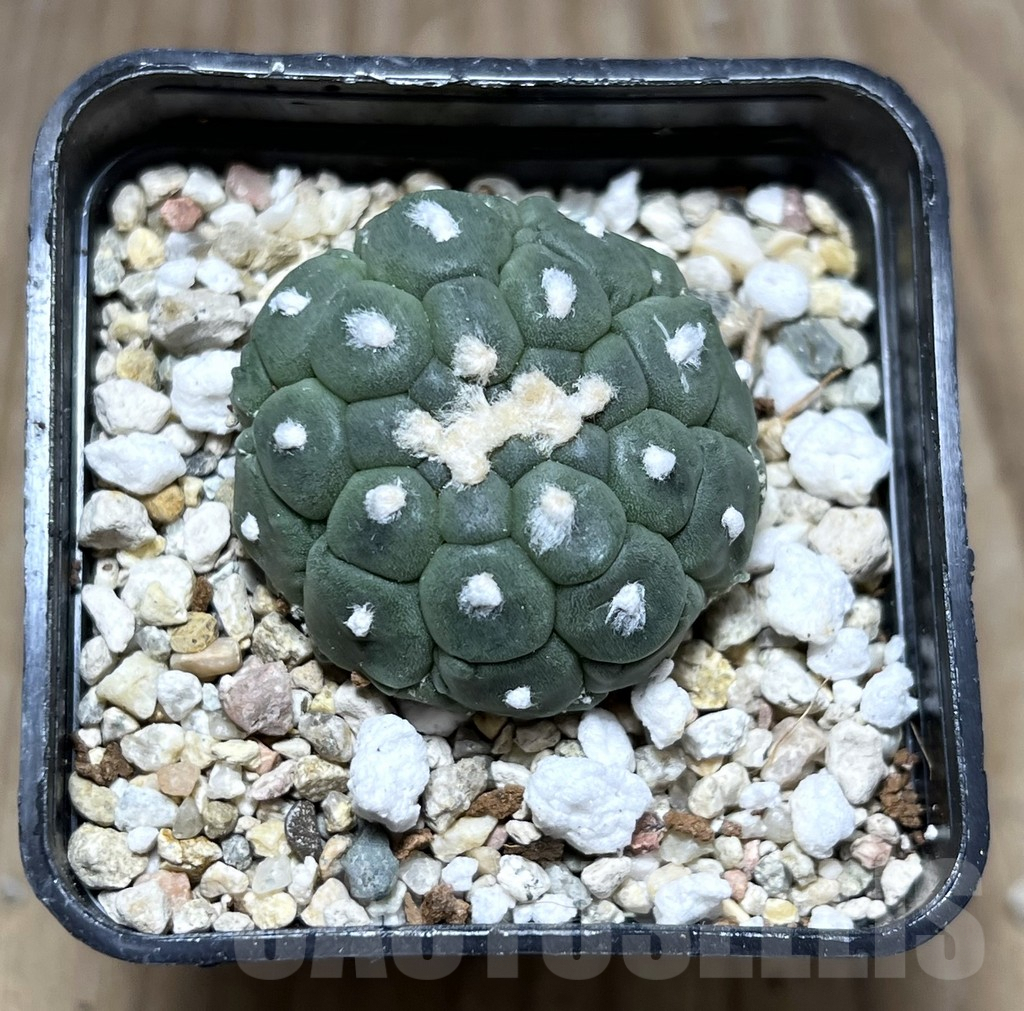 SHPR27514 Astrophytum asterias ‘Kikko Lizard Skin’ - Image 2