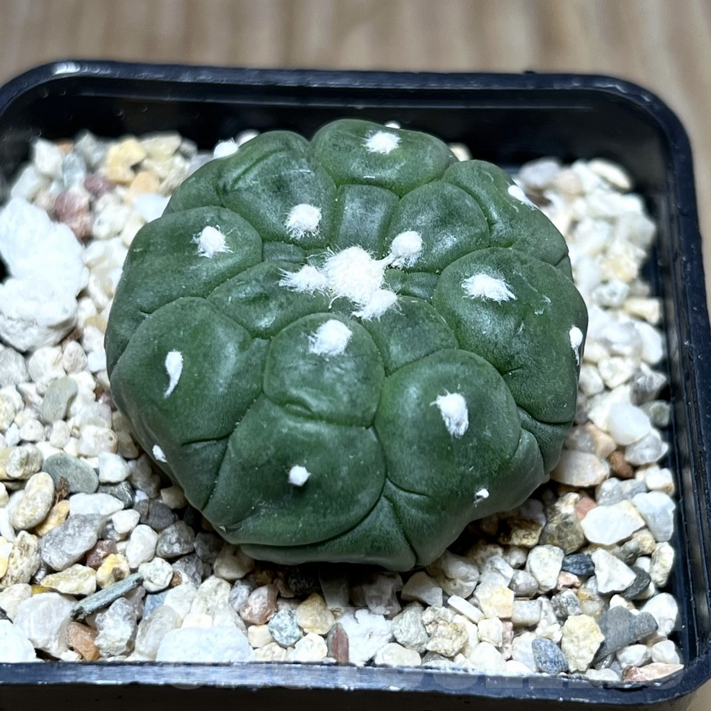 SHPR27515 Astrophytum asterias ‘Kikko Lizard Skin’