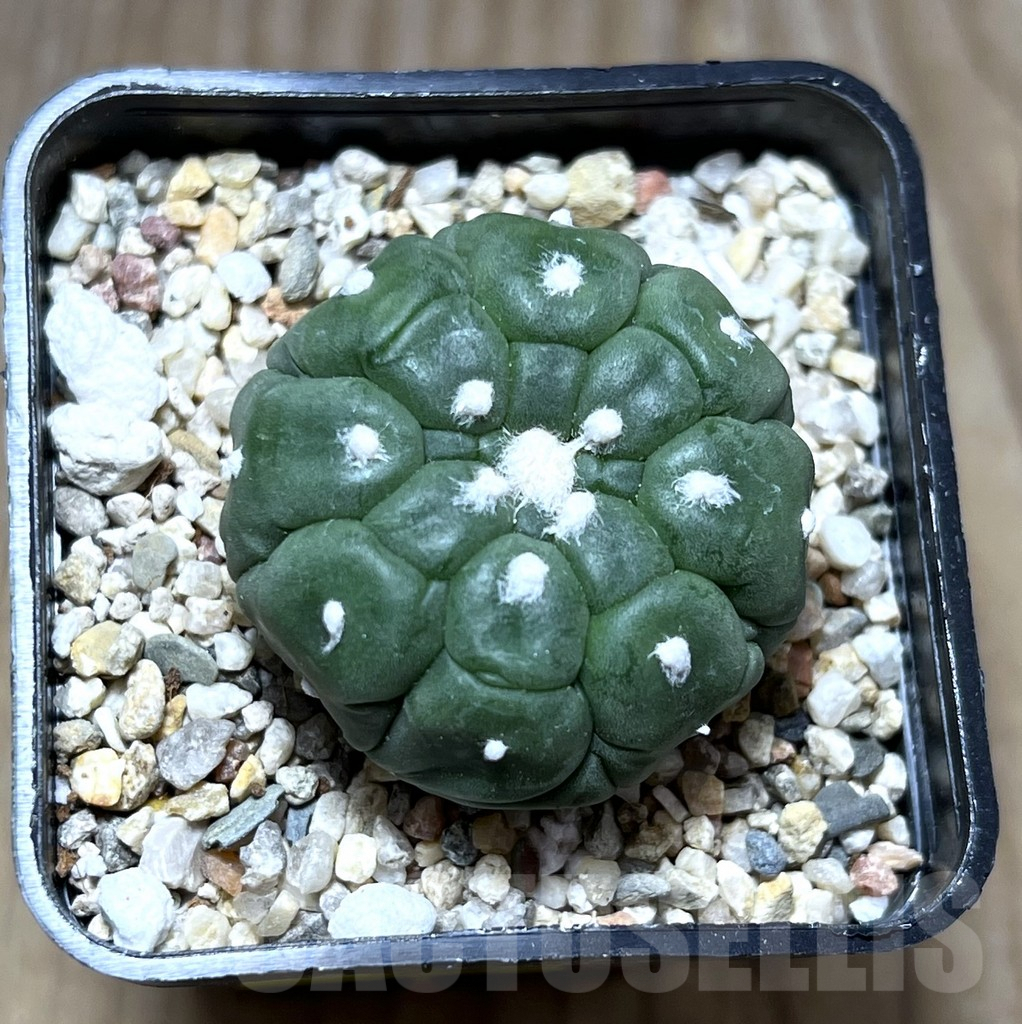 SHPR27515 Astrophytum asterias ‘Kikko Lizard Skin’ - Imagen 2