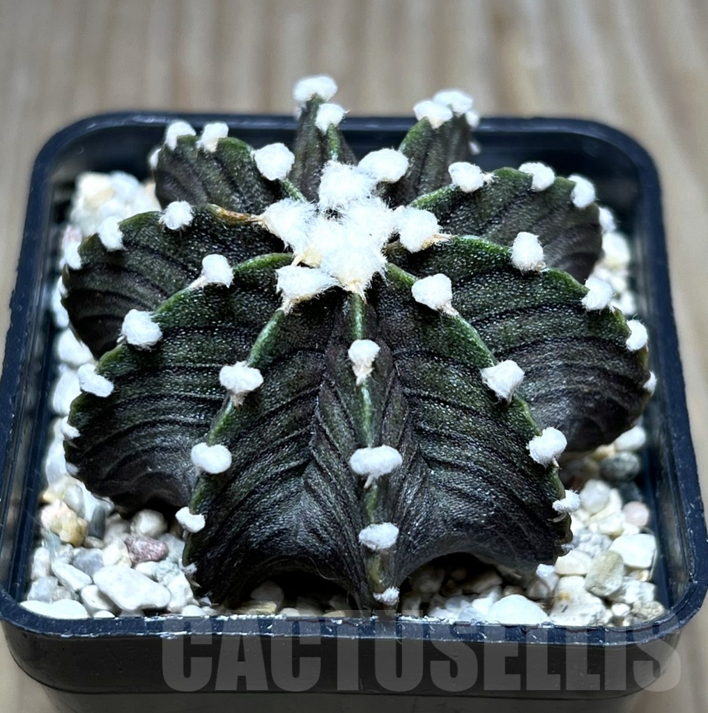 SHPR27516 Gymnocalycium friedrichii VOS 1241