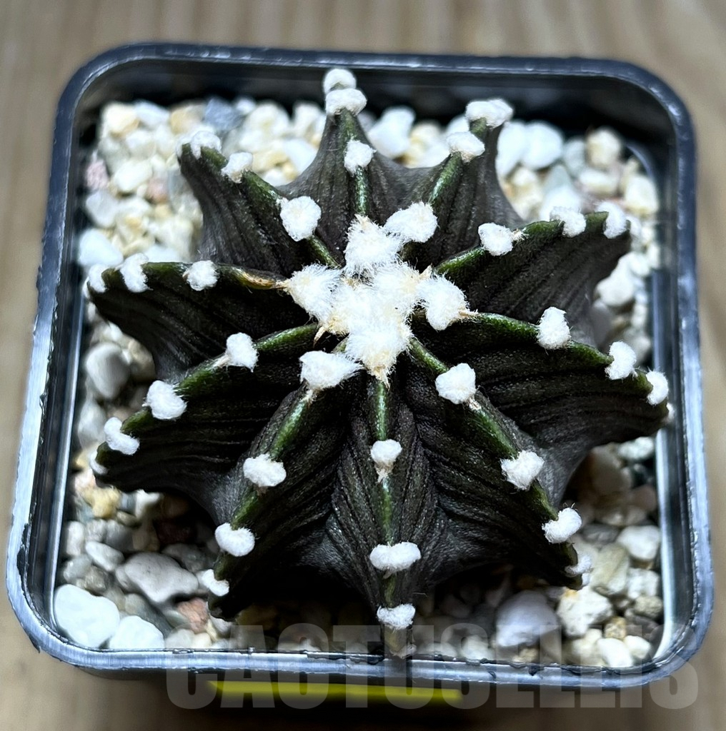 SHPR27516 Gymnocalycium friedrichii VOS 1241 - 画像 (2)